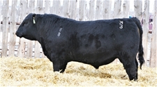 KTHREE 8f- 2020 Angus Sale Bull
