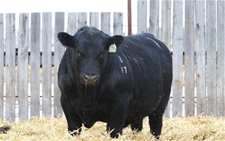 KTHREE 17F- 2020 Angus Sale Bull