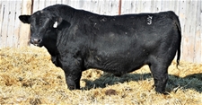 KTHREE 3F -2020 Sale Bull