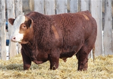 KTHREE RED BULL 7F -2020 Sale Bull 